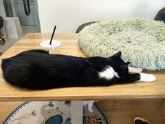 -有喵·猫咖·狗咖·30几只猫10只小狗(岗厦店)