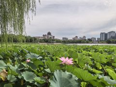 -莲花池公园