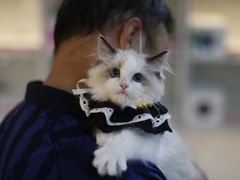 -lincat·猫舍(广州店)