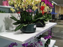 -盒马X会员店(王府井奥莱UP TOWN店)
