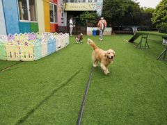 -汪说喵讲宠物乐园宠物酒店(红星美凯龙店)