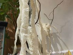 -酷以爬仙阁实体爬宠店·守宫·蜥蜴·专业繁育