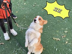 -宠物寄养训练学校