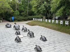 -广东惠东海龟国家级自然保护区