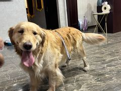 -宠爱国际维尼动物医院·疑难骨科·神经外科·肿瘤科(丰潭路店)