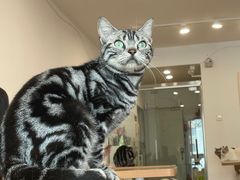 -有喵·猫咖·狗咖·30几只猫10只小狗(岗厦店)