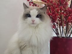 -圣宠动物医院·犬猫专科·影像中心·外科中心