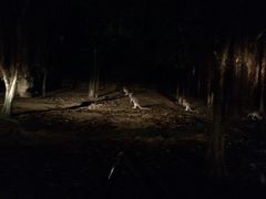 -清迈夜间动物园
