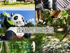 -成都大熊猫繁育研究基地