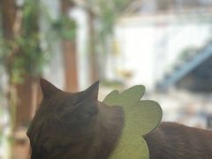 -喵屿·大理花园猫咖