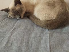-宠福鑫康馨动物医院·骨科·眼科