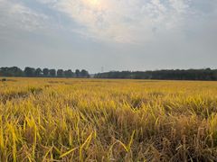 -武汉紫薇都市田园