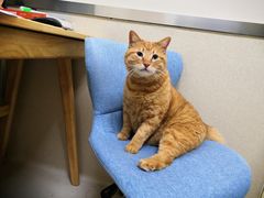 -爱妮康宠物医院·干细胞免疫细胞·肿瘤·心脏(张江店)