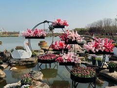 -荷兰花海