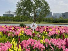 -春花秋色城市公园