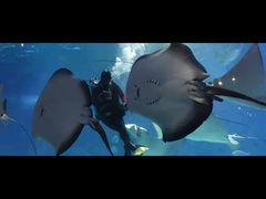 -烟台海昌鲸鲨海洋公园