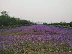 -汉长安城未央宫国家考古遗址公园