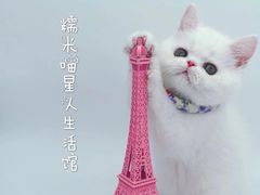 波斯猫与蛋糕-糯米喵星人·撸猫猫舍咖啡馆(西市场嘉华店)