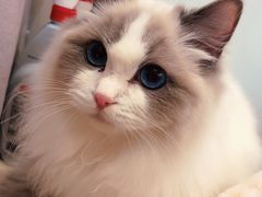 -momokira米努特·德文卷毛猫·棉花面纱犬