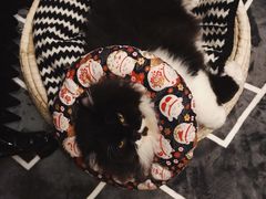 -美联众合动物医院(·中兽医·疑难杂症·严家桥分院)