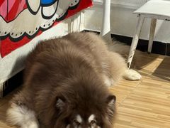 -喵小馆·猫咖狗咖猪咖·饮品店