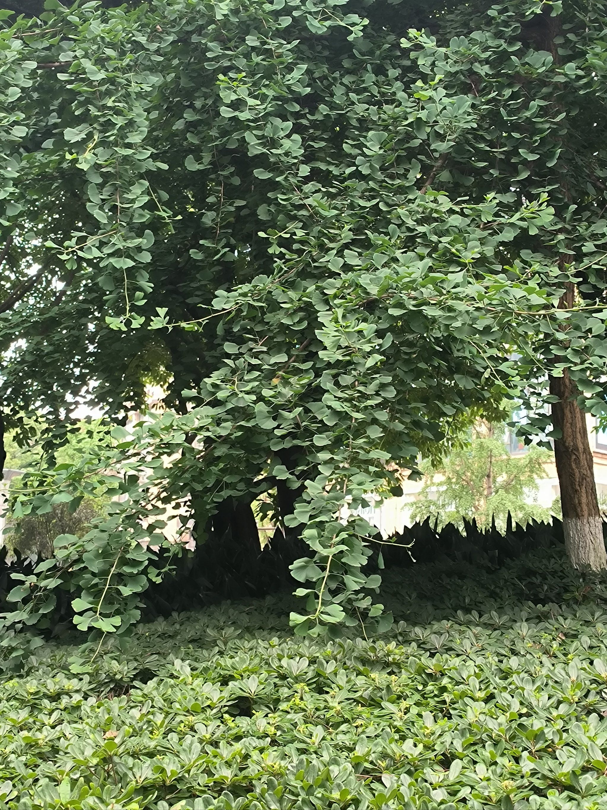 这个银杏树真的长得好,枝繁叶茂的