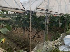 -马陆小张葡萄园农家乐