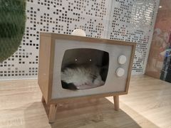 -BABIT巴比特宠物(MOMOPARK店)