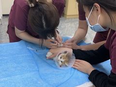 -美联众合爱康动物医院•复杂内科•肿瘤科•牙科•腔镜诊疗中心