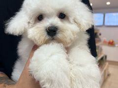 -翊宠yipet猫狗购宠庄园