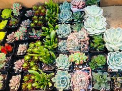 -双季花艺园艺市场(浦东店)