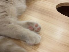 -袖虎·猫馆(体育西路店)
