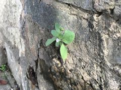 -幕燕滨江·长江观音景区