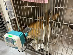-康成宠物医院24H·CT·核磁共振