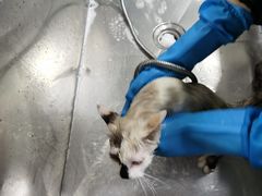 -中农国际动物医院24小时·猫科·骨科·急重症中心