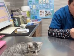 -瑞派名望志远动物医院·猫科·內科·异宠专科(直港大道店)