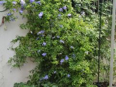 -暮晚尘香汉服旗袍