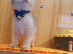 -欣宠猫屋·矮脚拿破仑·蓝金金渐层