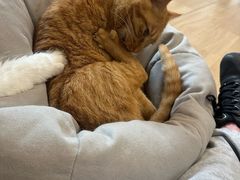 -唐小姐の私宠·宠物洗护美容·撸猫馆·购宠(周浦万达旗舰店)