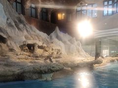 -帝企鹅自助餐厅•儿童岛•真企鹅(长隆企鹅酒店)