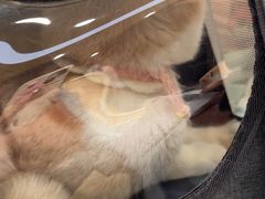 -宠颐生宠物医院·骨外科·犬猫全科诊疗中心(池州店)