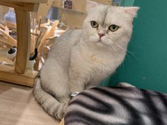-飞行喵MR PILOT|猫舍·猫咖(静安大融城店)