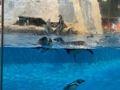 -帝企鹅自助餐厅•儿童岛•真企鹅(长隆企鹅酒店)