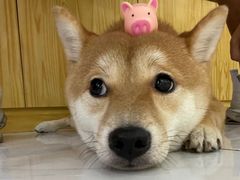 -柴源莊·柴小宠柴犬咖啡