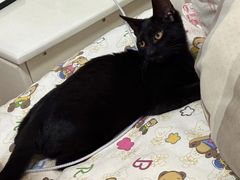 -联合动物医院(光谷诊疗中心)