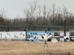 -盐城丹顶鹤湿地生态旅游区