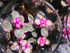 -KKV(深圳宏发大仟里店)