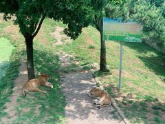-西霞口神雕山野生动物世界