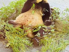 -上海野生动物园