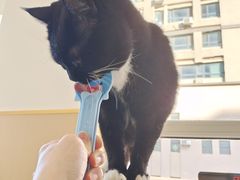 -鼓捣猫呢主题猫咖店